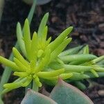 Sedum mexicanum पत्ता