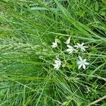 Ornithogalum narbonense Flower