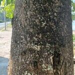 Pongamia pinnata പുറംതൊലി