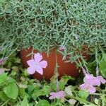 Dianthus subacaulis Blatt