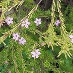 Diosma hirsuta 花