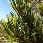 Pinus monophylla Liść