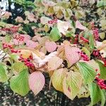 Viburnum dilatatum Foglia