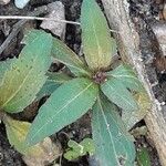 Ageratina riparia Leaf