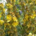 Verbascum lychnitisBloem