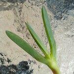 Carpobrotus glaucescens Leaf