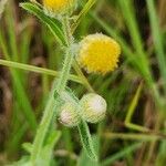 Nidorella aegyptiaca 花