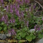 Stachys marrubiifolia Vivejo