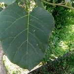 Cordia africana برگ