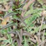 Gentianella amarella Leaf