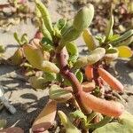 Sesuvium portulacastrum Lubje