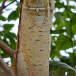 Betula utilis Bark