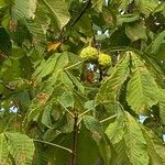 Aesculus hippocastanumBlad