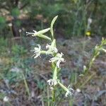 Silene tatarica Blomma