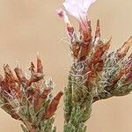 Myriolimon ferulaceum Flower