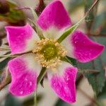 Rosa rubiginosa फूल