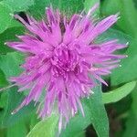 Centaurea jordaniana 花