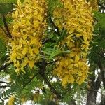 Cassia ferruginea Kvet