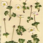 Anemone baldensis Mosusu
