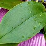 Phalaenopsis amabilis Blad