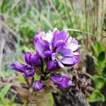 Gentianella dasyantha Çiçek