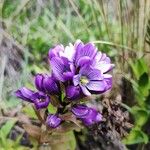 Gentianella dasyantha (Gilg) FabrisÕis