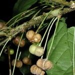 Adelia triloba Fruit