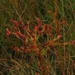 Juncus acutiflorus Fruit