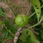 Crossosperma velutina Fruit