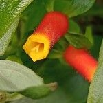 Manettia luteorubra Flor