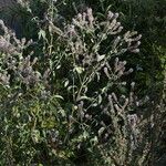 Mentha longifolia عادت