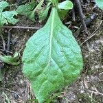 Erigeron pulchellus Leaf