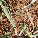 Helichrysum odoratissimum Lehti