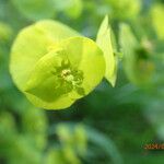 Euphorbia amygdaloides പുഷ്പം