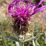 Centaurea uniflora Flower