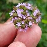 Verbena brasiliensis Flower