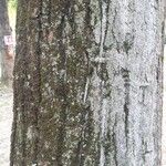 Populus nigra Rinde