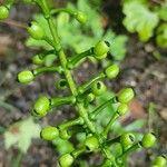 Actaea pachypoda Vrucht