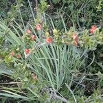 Turraea mombassana Συνήθη χαρακτηριστικά