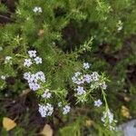 Diosma hirsuta 花