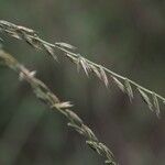 Bouteloua curtipendula Fruit