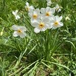 Narcissus × medioluteus Habitat