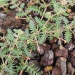 Tribulus zeyheri Blad