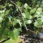 Populus × canadensisFoglia