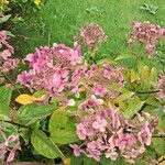 Hydrangea paniculataЦвят