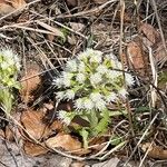 Petasites albusBloem