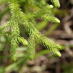 Lycopodiella cernua Leaf