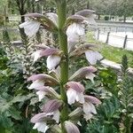 Acanthus spinosusফুল