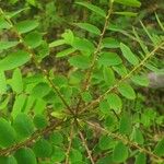 Phyllanthus niruroides Levél