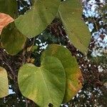 Aristolochia macrophyllaHostoa